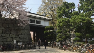 岡口門の桜.jpg