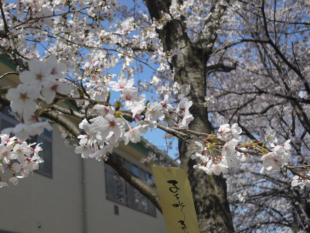 4 9放送 大新公園の桜 施設見学バス 参加者募集 ゲンキ 和歌山市